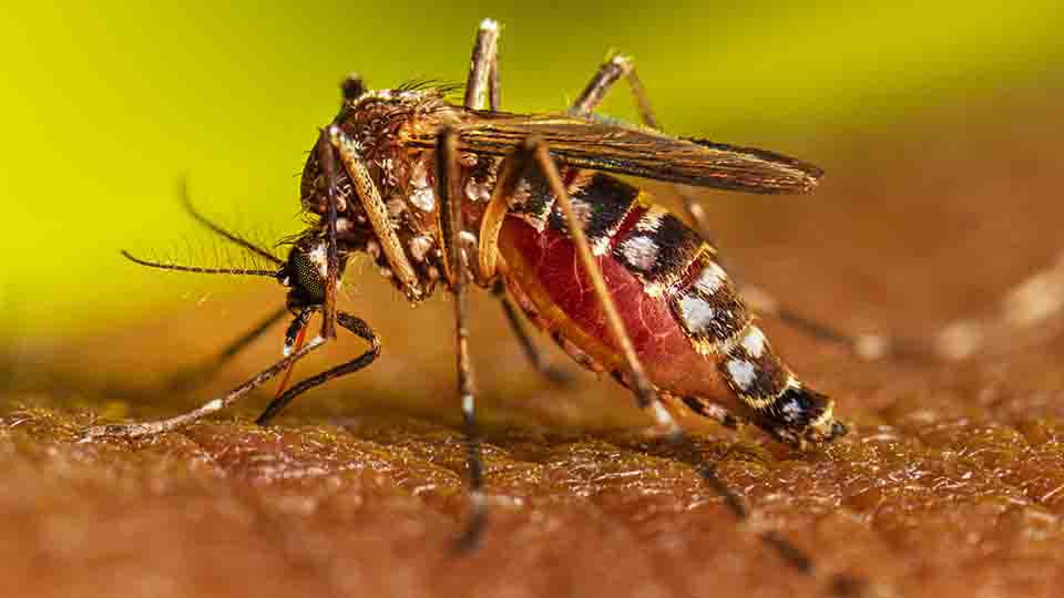 Prosigue alza de casos con dengue en Guatemala, más de nueve mil