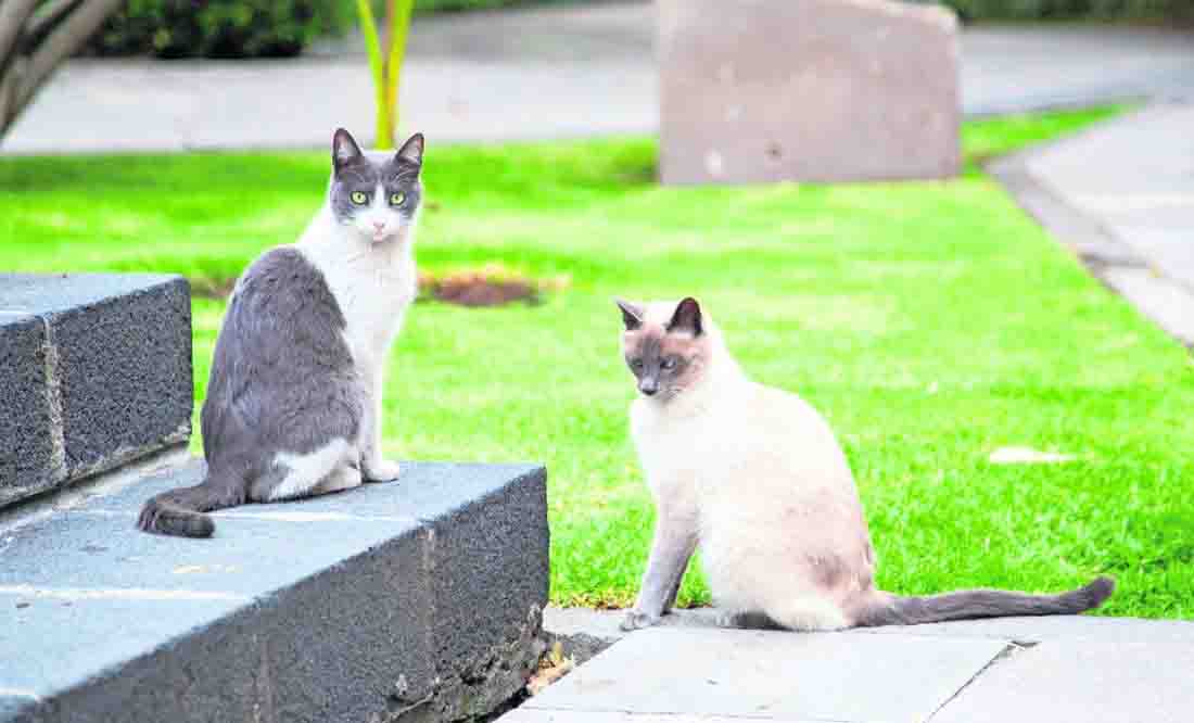 PETA agradece a AMLO haber declarado como “activos fijos vivos” a los 19 gatitos de Palacio Nacional