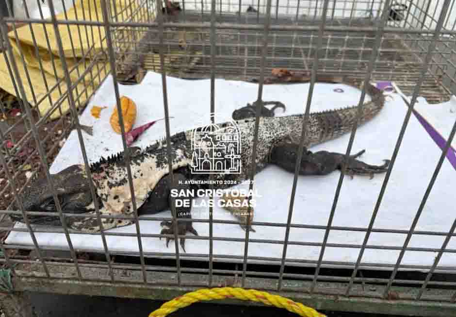 Autoridades municipales resguardan iguana negra y la canalizan a Profepa