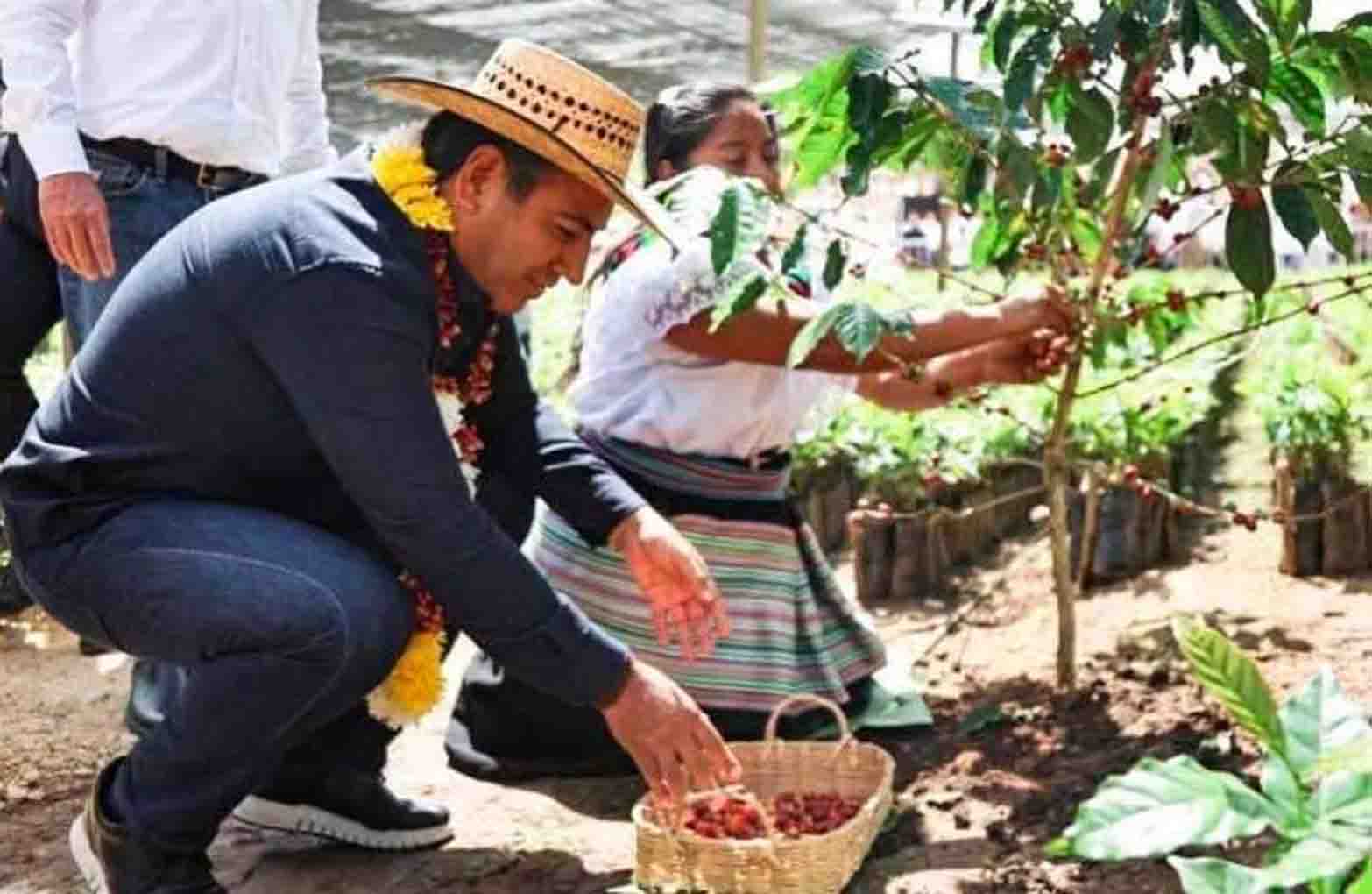 Eduardo Ramírez pone en marcha el programa más ambicioso para la cafeticultura en Chiapas