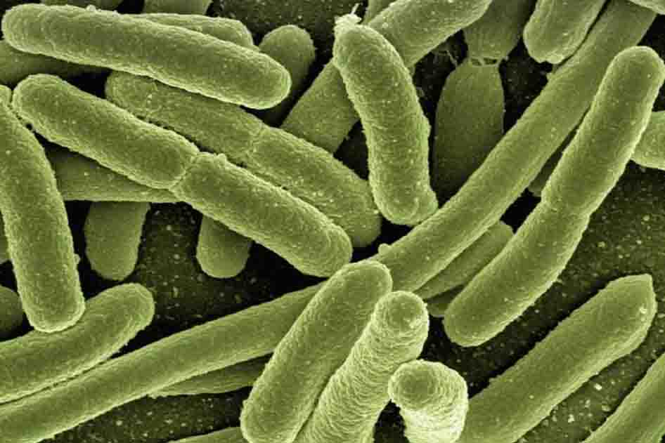 Repuntan muertes por enfermedades infecciosas en México; 2024, el peor año en 27 años