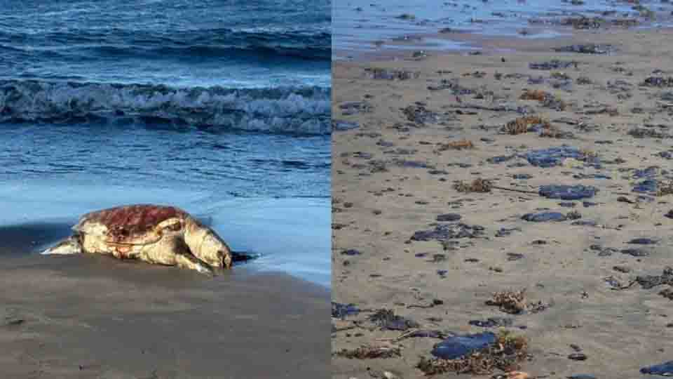 “Ya no tiene control”: Greenpeace afirma que el derrame petrolero se ha extendido por 630 km en el Golfo de México y alerta por daños