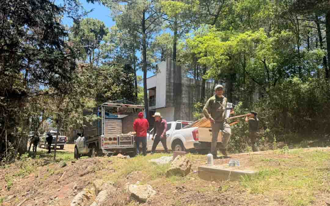 Refuerzan acciones contra tala ilegal en San Cristóbal; decomisan madera en zona de conservación