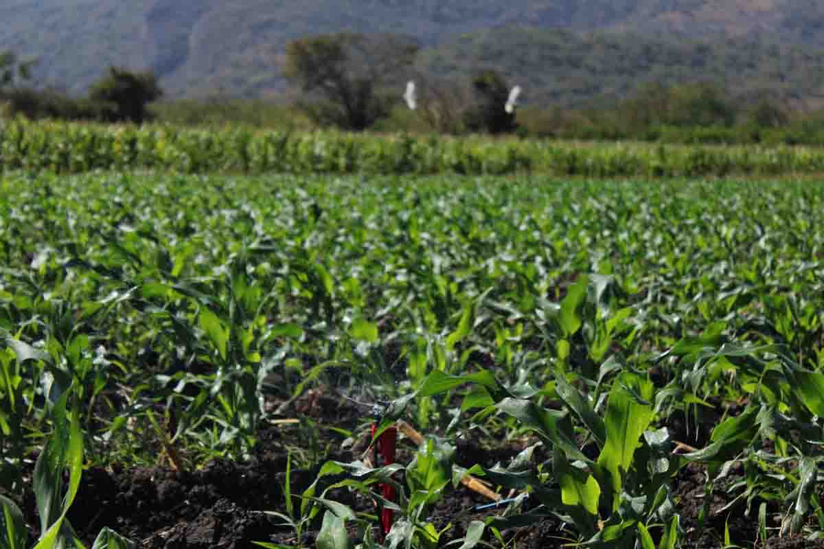 Llamado a productores del campo para que regularicen sus concesiones de agua