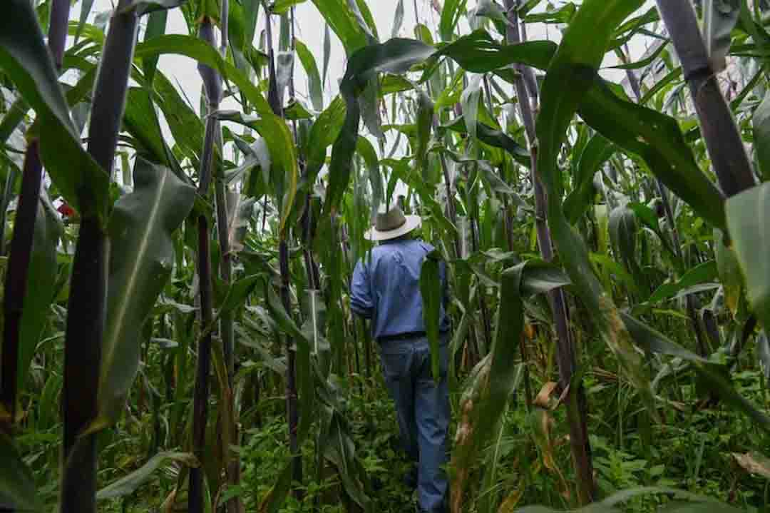 México produce solo 44% del maíz que consume y 28% del trigo