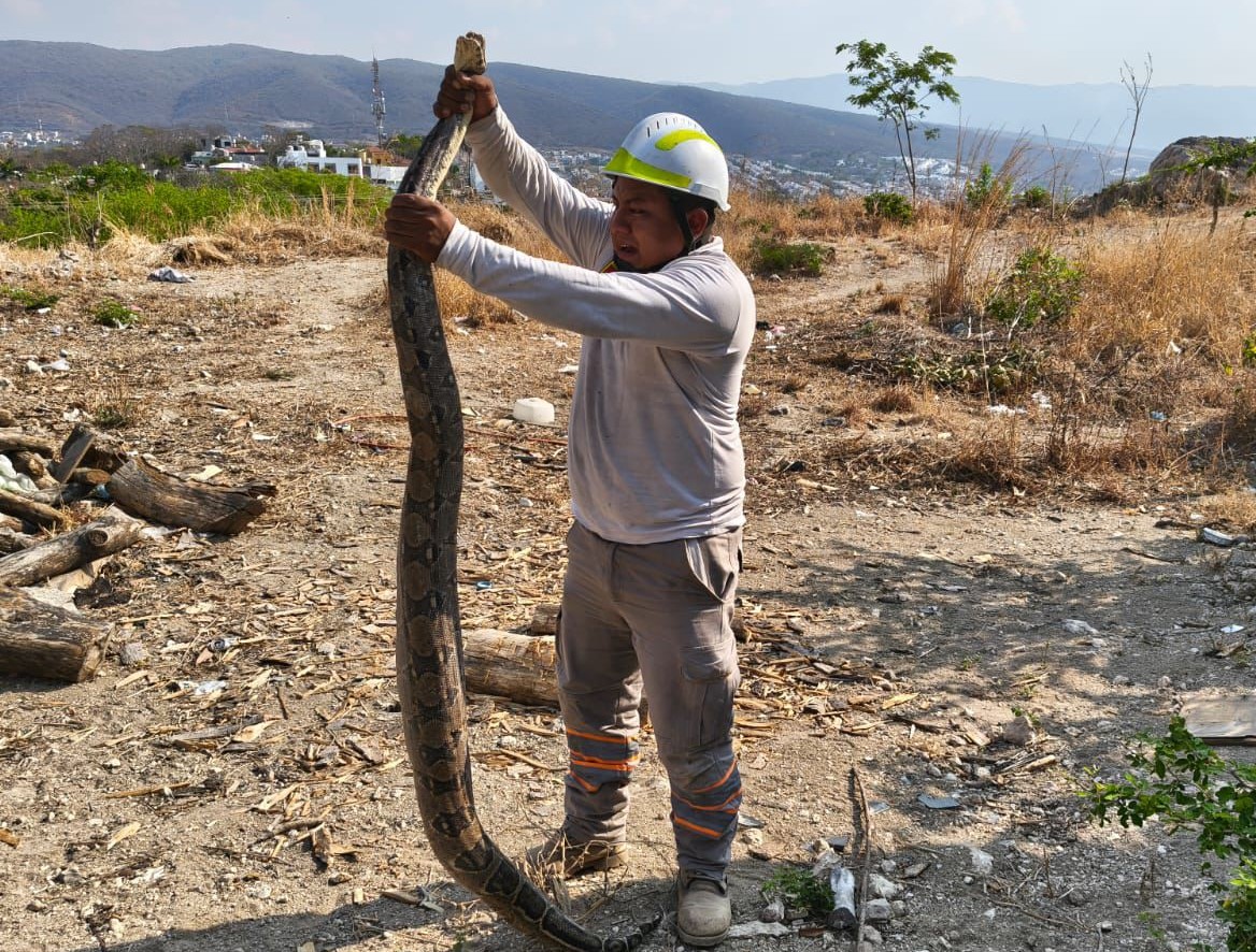 Rescate de fauna, de los principales auxilios de PC de Tuxtla
