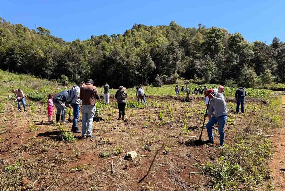 Más de 600 árboles fortalecen la conservación del Valle de Jovel en jornada de reforestación