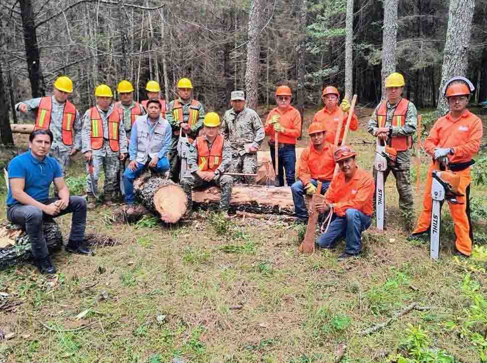 Fortalecen acciones de saneamiento forestal para proteger los bosques de San Cristóbal