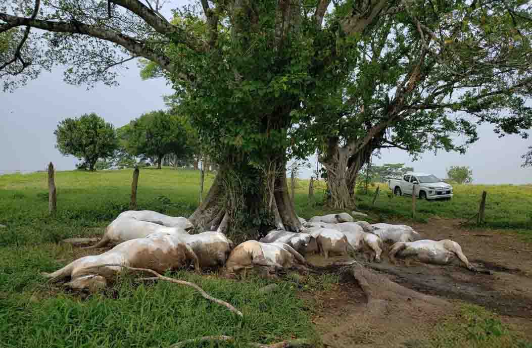 Caida de rayo mata a 14 bovinos tras en Pichucalco