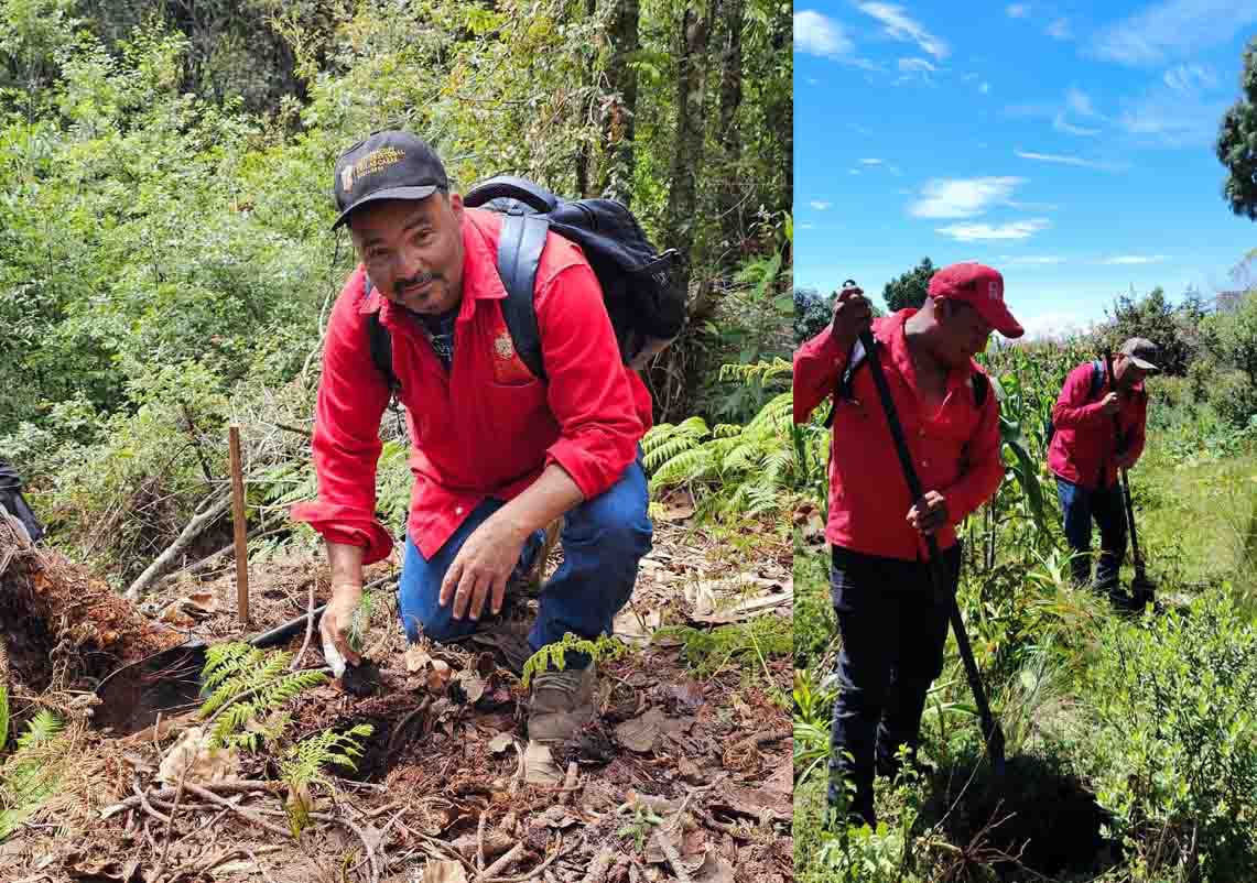 Reafirman compromiso ambiental con jornada de reforestación en La Florecilla