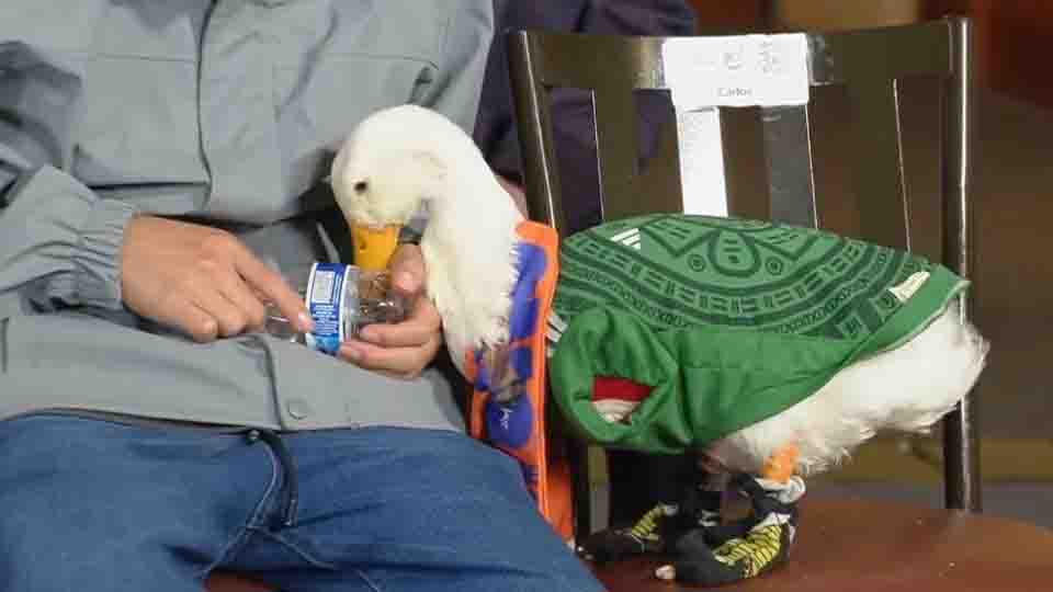 Llevan al pato Merlín a la conferencia de Sheinbaum tras viralizarse en redes sociales