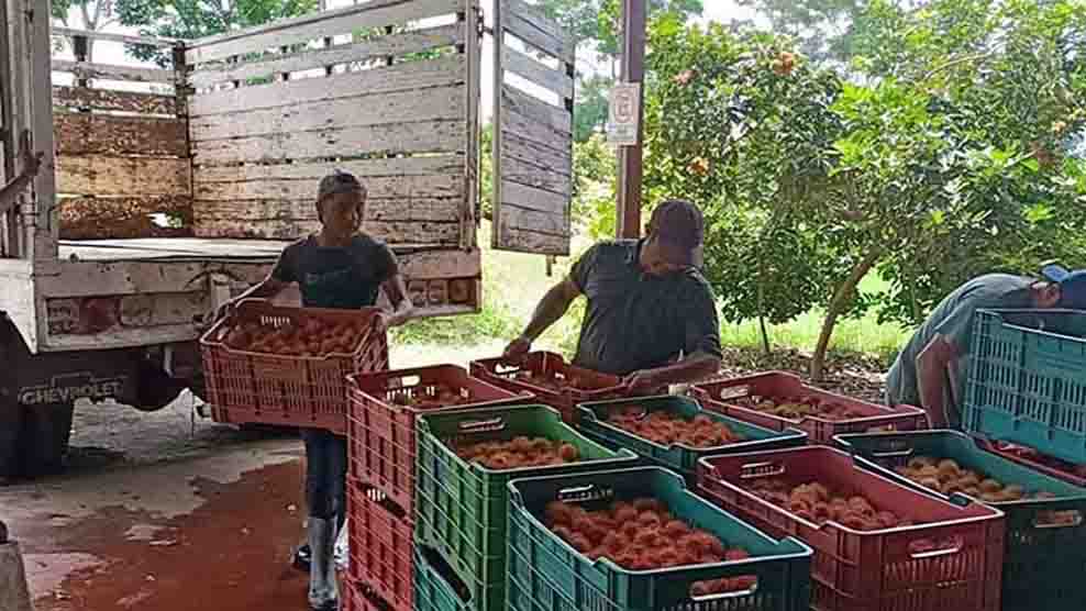 Persiste contrabando de rambután procedente de Guatemala