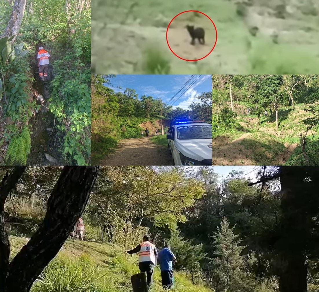 Felinos rondan poblados en Bochil