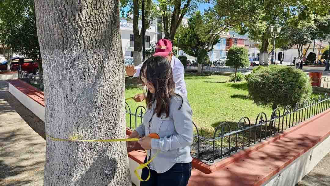 San Cristóbal fortalece la conservación del arbolado urbano con inventario en la plazuela de San Ramón
