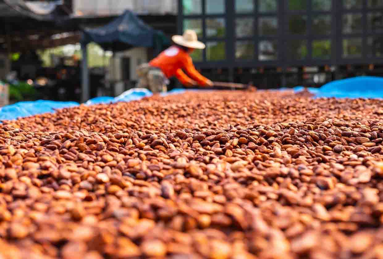 LA INDUSTRIA DEL CACAO BENEFICIA A MÁS DE 45 MIL FAMILIAS MEXICANAS