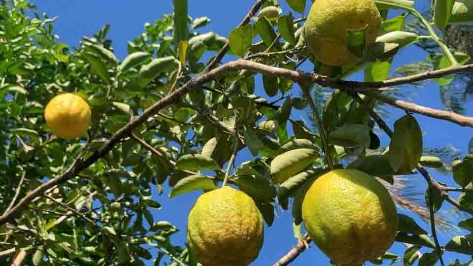 Al menos cinco niños se intoxican en Campeche tras comer toronjas de un árbol recién fumigado