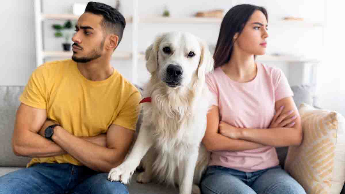¿Pensión para los ‘perrhijos’? Proponen que mascotas reciban manutención tras divorcios en CDMX