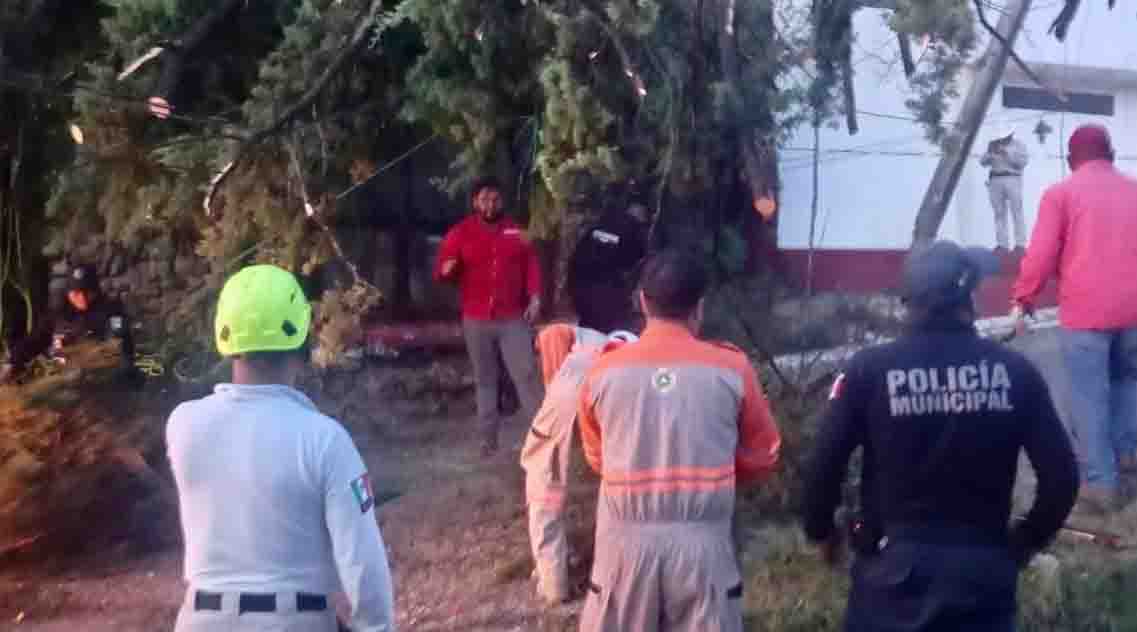 Atienden de manera oportuna caída de árbol y mantienen seguimiento a trabajos para restablecer el servicio eléctrico en San Cristóbal