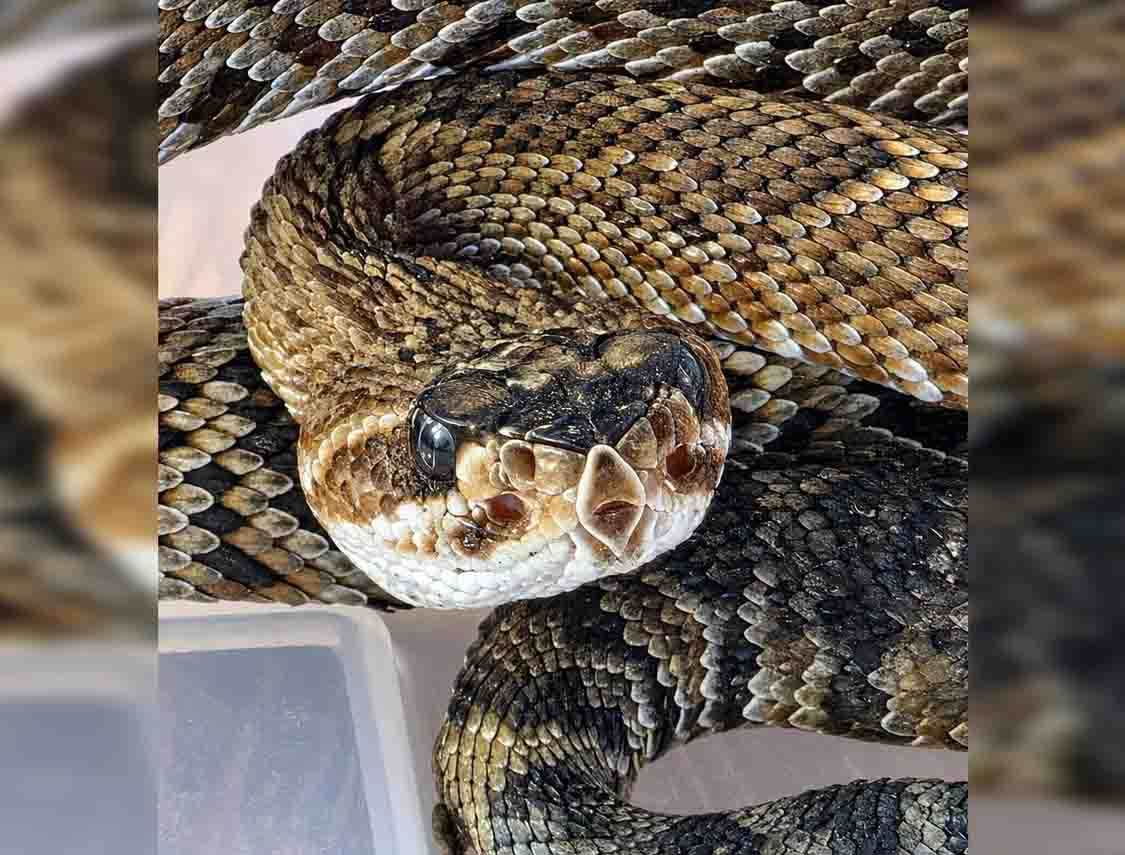 Ecología Municipal rescata serpiente de cascabel venenosa en el estacionamiento del CECAM